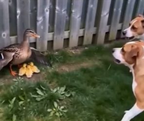 P0406015_Mes deux chiens l’avaient trouvée Dans mon jardin .. � PART 2