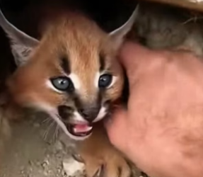 P0406014_J’entends des Des coups de feu…  Et je trouve un bébé lynx seul  Et terrorisé dans des pierres �� PART 2