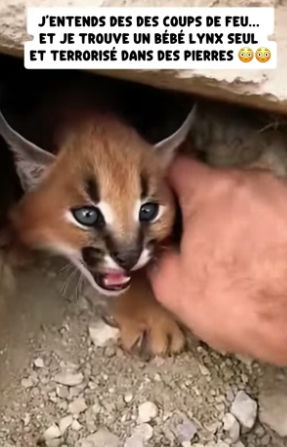 P0406014_J’entends des Des coups de feu… Et je trouve un bébé lynx seul Et terrorisé dans des pierres �� PART 2