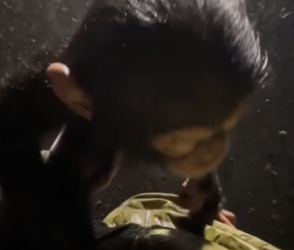 N0406007_A Freezing Baby Chimp Stopped Her Car ❤️PART 2