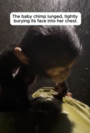 N0406007_A Freezing Baby Chimp Stopped Her Car ❤️PART 2
