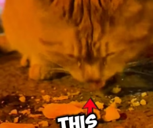 N0406017_This stray cat cried while she was eating ❤️PART 2