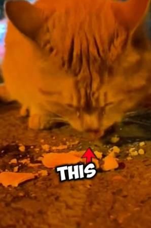 N0406017_This stray cat cried while she was eating ❤️PART 2