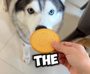 N0406016_This girl has the cutest treat routine for all her pets ❤️PART 2