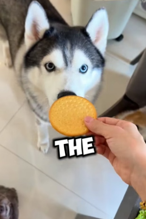 N0406016_This girl has the cutest treat routine for all her pets ❤️PART 2