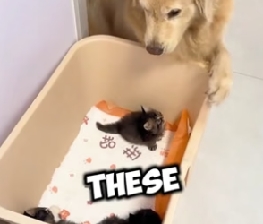 N0406015_This dog raised these tiny kittens just like her own ❤️PART 2