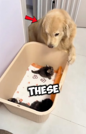 N0406015_This dog raised these tiny kittens just like her own ❤️PART 2