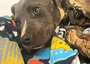 N0708001_this poor dog was abandoned, these people saved him. �� PART 2