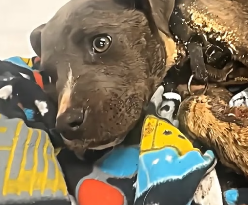 N0708001_this poor dog was abandoned, these people saved him. �� PART 2