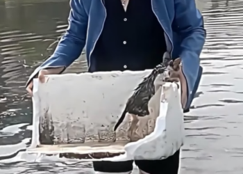 N0708003_This kitten had no way out, and this man came to save his life. �❤️ PART 2
