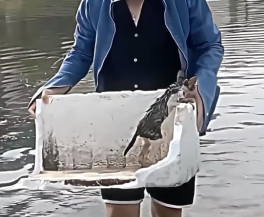 N0708003_This kitten had no way out, and this man came to save his life. �❤️ PART 2