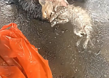 N0708004_these kittens were found in a very bad situation, but thanks to these people they were rescued. �� PART 2