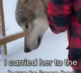 S0406018_A Wounded Wolf Came to My Door for Help… Her Babies Were Crying PART 2