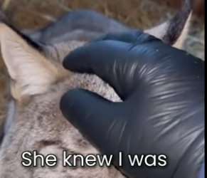 S0406006_This Lynx was Giving Birth In My Barn � PART 2