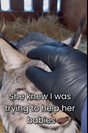 S0406006_This Lynx was Giving Birth In My Barn � PART 2