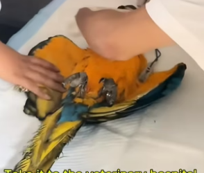 F0306009_The injured parrot was rescued by the girl. PART 2