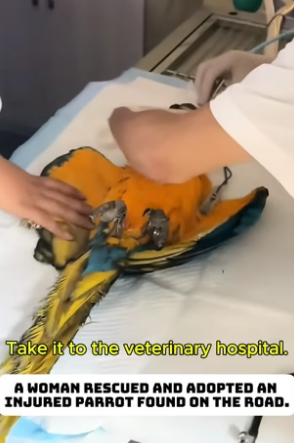 F0306009_The injured parrot was rescued by the girl. PART 2