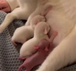 T0706002_My Cat became a mother to a tiny Rabbit � Real animal rescues that cross borders ❤️� Giving animal PART 2