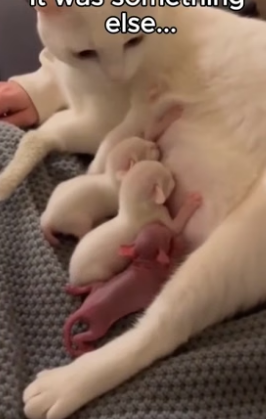 T0706002_My Cat became a mother to a tiny Rabbit � Real animal rescues that cross borders ❤️� Giving animal PART 2