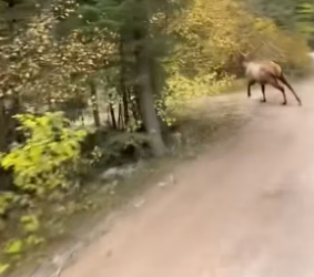 B2705013_poor moose PART 2