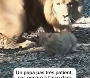 P0706009_Le métier de papa s’apprend meme pour les animaux ❤️❤️PARTIE 2