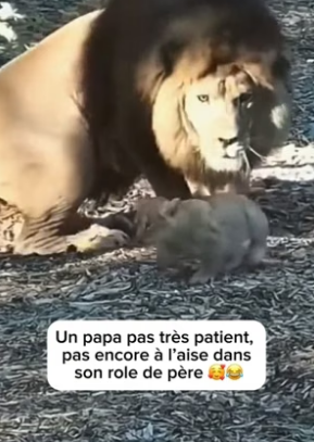 P0706009_Le métier de papa s’apprend meme pour les animaux ❤️❤️PARTIE 2
