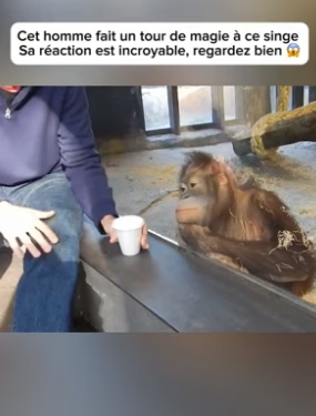 P0906004_La fin est incroyable �� les animaux sont si purs ❤️ PARTIE 2