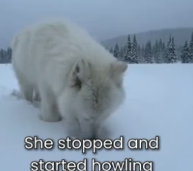S0106014_This Mother Wolf Was Begging For Help For His Little Baby PART 2