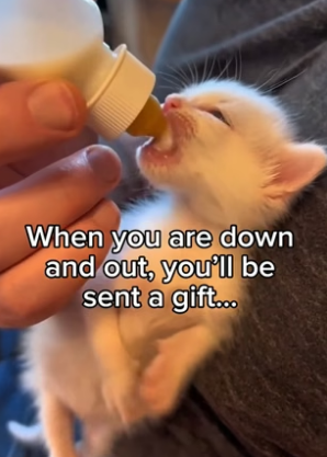 T0706005_Keep going, life gets better I promise ❤️ Real animal rescues that cross borders ❤️� Giving animals PART 2