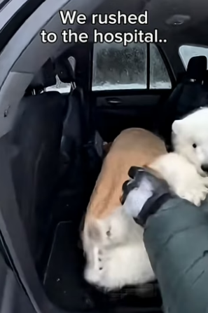 S1704004_I tried to save a bear cub that fell through the ice PART 2
