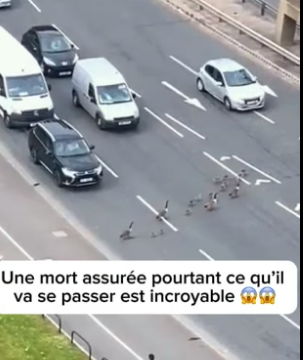 P0906014_La fin est incroyable �� Les animaux sont si purs ❤️PART 2