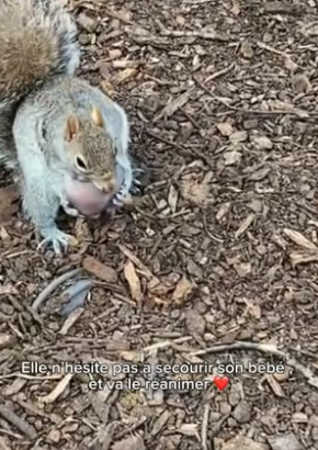 P0906017_Les animaux sont si purs ❤️❤️ nous devons les proteger �� PART 2