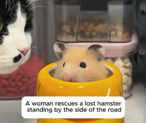 N1006004_A woman rescues a lost hamster standing by the side of the road PART 2