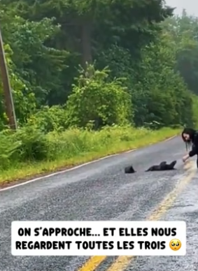 P1206006_J’ai trouvé trois loutres seules au milieu de la route chez moi En Normandie�� PARTIE 2