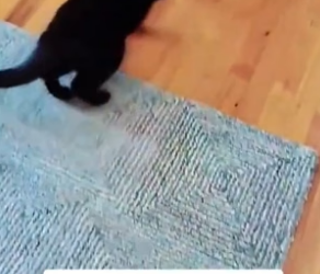 P1206005_Mon chat poursuit quelque chose dans la rue à toute vitesse ��#france #sauvetage #animaux #sauvet_part2