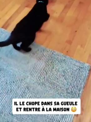 P1206005_Mon chat poursuit quelque chose dans la rue à toute vitesse ��#france #sauvetage #animaux #sauvet_part2