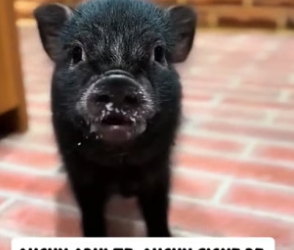 P1206004_En pleine balade je tombe sur un Petit porcelet noir complètement seul dans un parc… ��#france #_part2