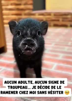 P1206004_En pleine balade je tombe sur un Petit porcelet noir complètement seul dans un parc… ��#france #_part2