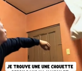 P1206003_Je trouve une Une chouette perdu dans ma maison et fonce dans tous les sens �#france #sauvetage #_part2