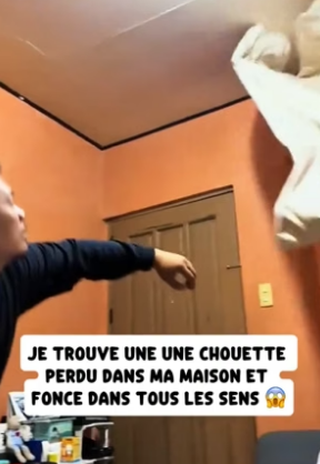 P1206003_Je trouve une Une chouette perdu dans ma maison et fonce dans tous les sens �#france #sauvetage #_part2