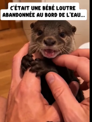 P1206002_Mon chien revient de la rivière avec un animal bizarre dans la gueule… �#france #animaux #sauvetag_part2