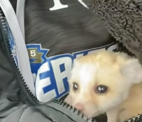 P1206001_En Asie, une animalerie vendait ça comme un ‘chihuahua sauvage’ �#france #sauvetageanimaux #sauvet_part2