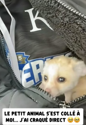 P1206001_En Asie, une animalerie vendait ça comme un ‘chihuahua sauvage’ �#france #sauvetageanimaux #sauvet_part2