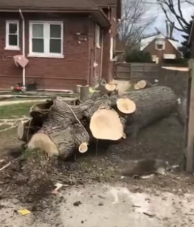 D2705018_A kind family rescued a raccoon that had lost its home, and then…PART 2