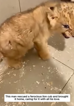 B1904002_Rescuing lion PART 2