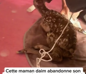 P0106004_Cette maman daim abandonne son  bébé et on découvre la terrible vérité �� PART 2