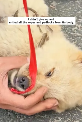 B1904005_I saw a dog tied to the highway guardrail.I ran over, and then…PART 2