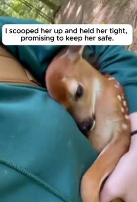 R2204017_She Saved The Baby Deer That Was Left Behind � PART 2