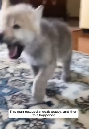 N1206004_Rescue a baby wolf PART 2
