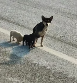 B2104009_A mother dog with an injured leg dragged her two puppies along the road.I rescued them and then…❤️PART 2